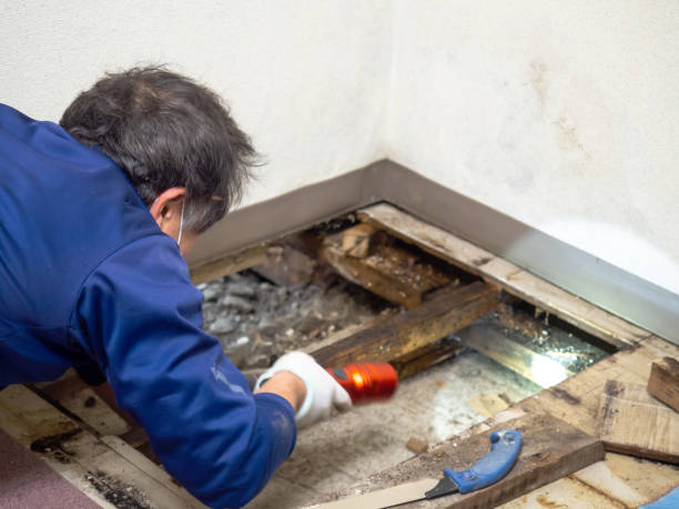 Best Mold Testing  in Winthrop Harbor, IL