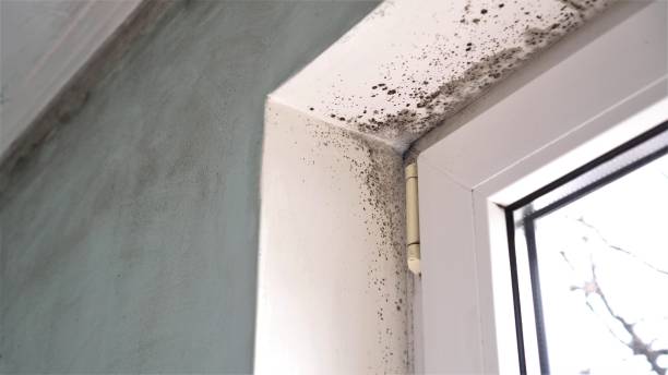 Best Toxic Mold Removal  in Winthrop Harbor, IL