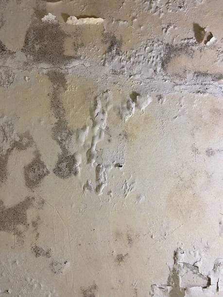 Best Mold Removal Near Me  in Winthrop Harbor, IL