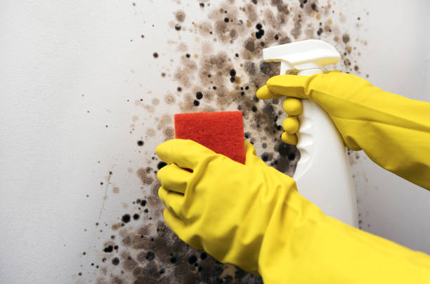 Best Office Mold Removal Services  in Winthrop Harbor, IL