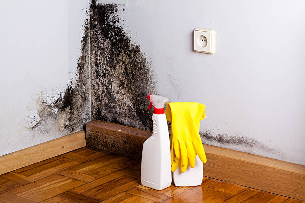 Trusted Winthrop Harbor, IL Mold Removal Experts