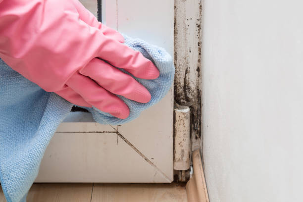 Best Residential Mold Removal  in Winthrop Harbor, IL
