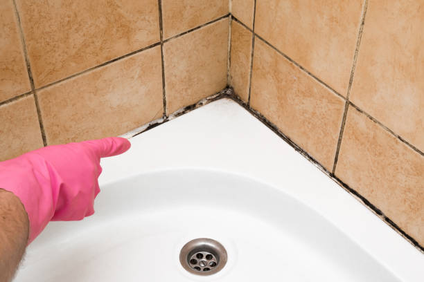 Best Professional Mold Removal  in Winthrop Harbor, IL